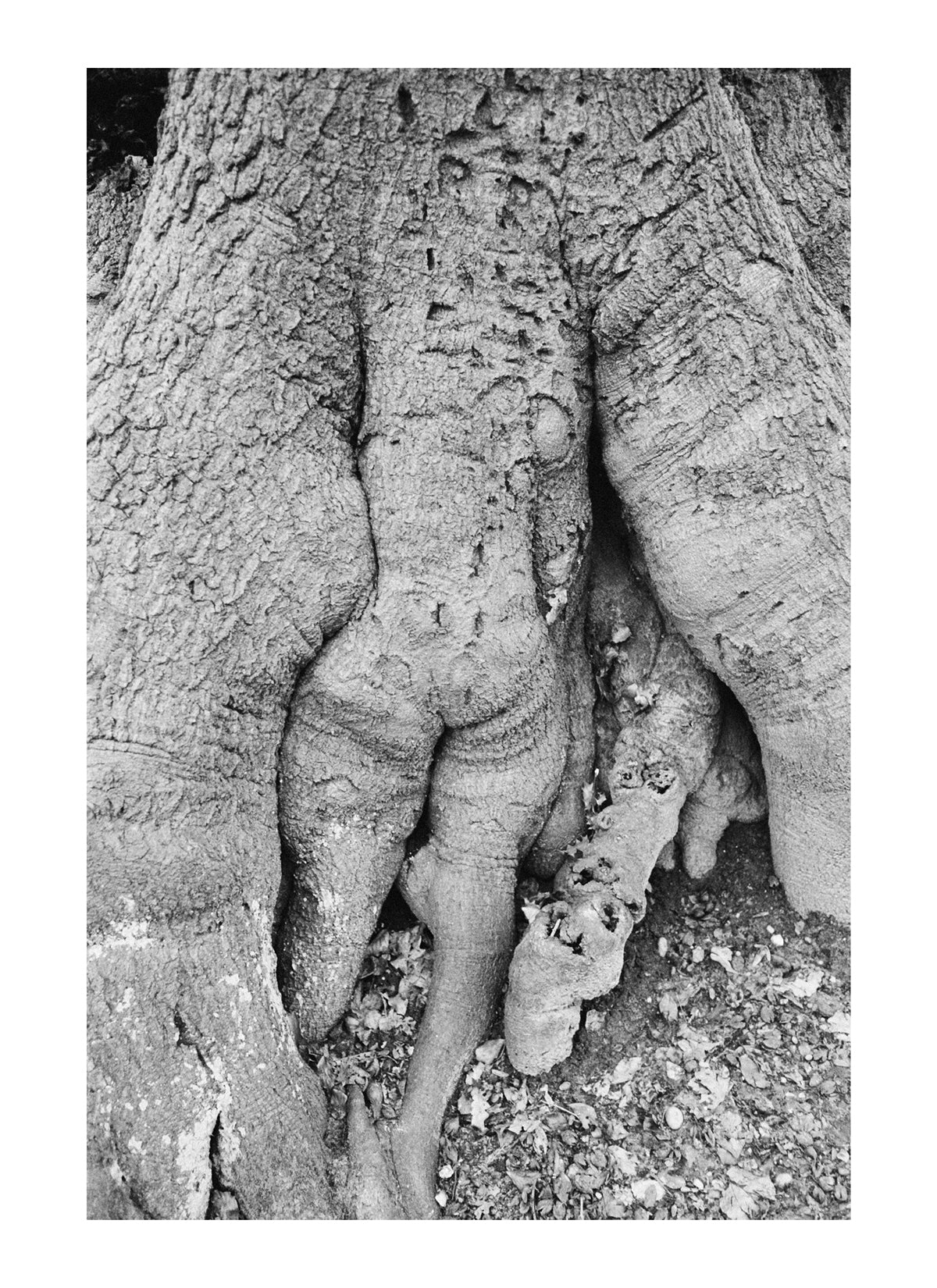 apparition 44 (2024)